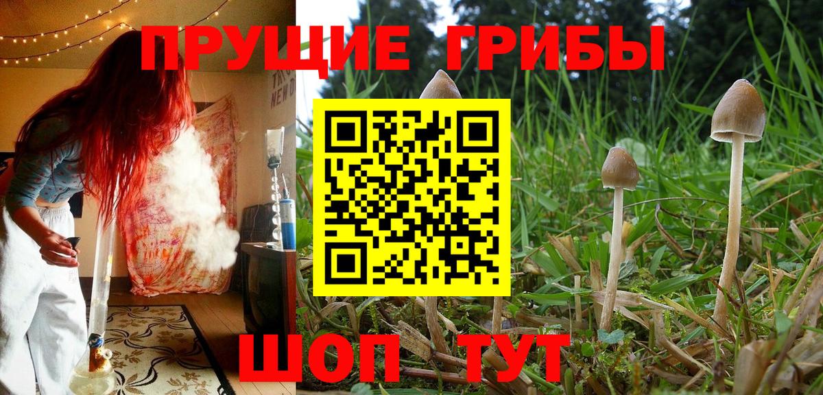 Галлюциногенные грибы прущие грибы Апрелевка